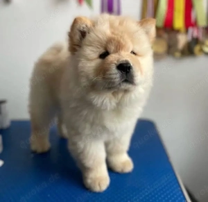 Chow chow welpen