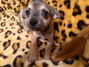 Wir suchen unser neue körbchen