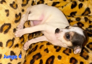 Wir suchen unser neue körbchen