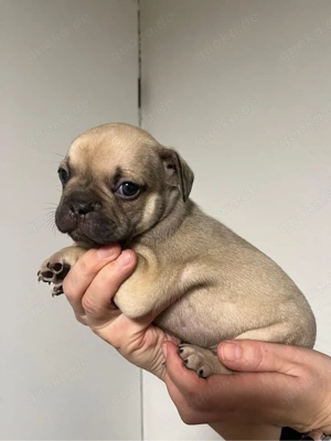 Französische Bulldoggen Welpen