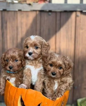 Maltipoo mini welpen