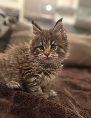 XXL Maine Coon Kitten Katerchen mit Stammbaum, Kater Bild 4