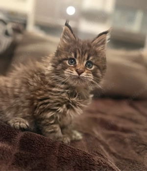 XXL Maine Coon Kitten Katerchen mit Stammbaum, Kater Bild 2