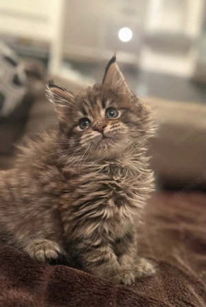XXL Maine Coon Kitten Katerchen mit Stammbaum, Kater Bild 7
