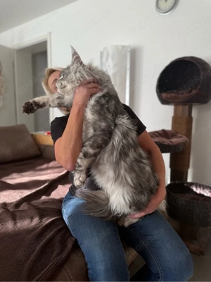 XXL Maine Coon Kitten Katerchen mit Stammbaum, Kater Bild 10