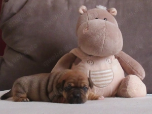 Knuffige Jackbull Welpen zu verkaufen  Bild 4
