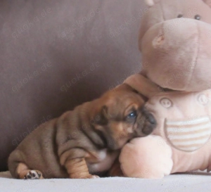 Knuffige Jackbull Welpen zu verkaufen  Bild 3