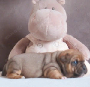 Knuffige Jackbull Welpen zu verkaufen  Bild 5