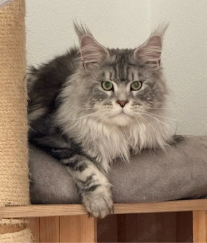 XXL Maine Coon Kitten Katerchen mit Stammbaum, Kater Bild 9