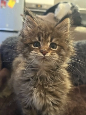 XXL Maine Coon Kitten Katerchen mit Stammbaum, Kater Bild 5