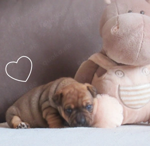 Knuffige Jackbull Welpen zu verkaufen  Bild 2