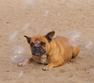 Knuffige Jackbull Welpen zu verkaufen  Bild 8