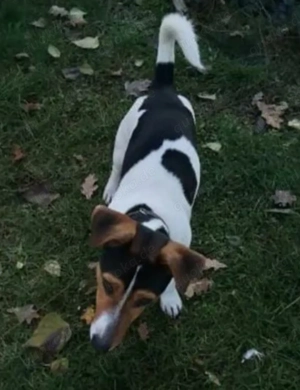 Knuffige Jackbull Welpen zu verkaufen  Bild 9