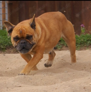 Knuffige Jackbull Welpen zu verkaufen  Bild 6
