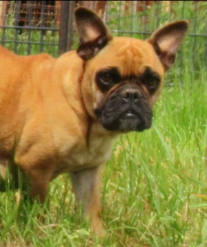 Knuffige Jackbull Welpen zu verkaufen  Bild 7