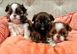 Shih tzu mini welpen