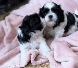 Shih tzu mini welpen Bild 2
