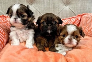 Shih tzu mini welpen