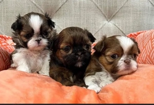 Shih tzu mini welpen