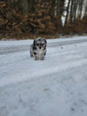 Wunderschöne Chipoo Welpen