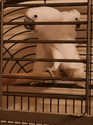 Weißhaubenkakadu   Paar abzugeben