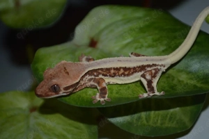 0.0.1 Kronengecko Jungtier lilly white 