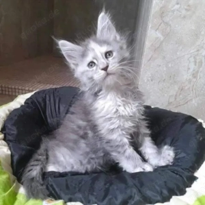 Maincoon kitten 