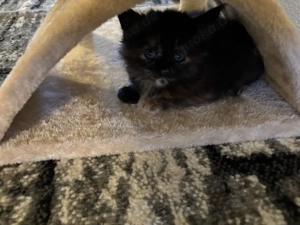 Reinrassige Main Coon Baby