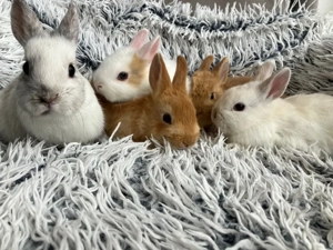 Zwergkaninchen Farbzwerge 