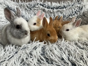 Farbzwerge Zwergkaninchen Kaninchen Farbenzwerg