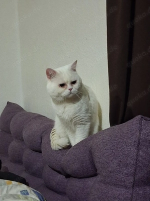 Bkh Kater zu verkaufen 