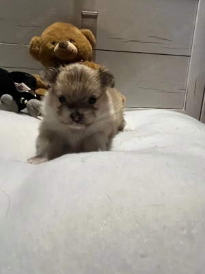 pomeranian 