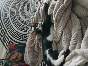 Geschwister Sphinx mit Pluschhaare 