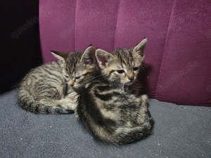 Katzenbabys