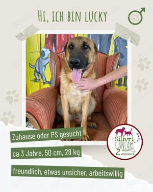 Lucky sucht ein Zuhause oder eine Pflegestelle