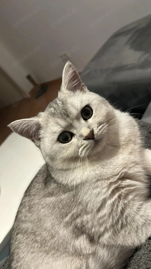 bkh deckkater in shaddet 