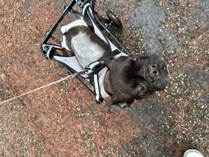 Pflegebedürftige Hündin sucht liebevolles Für-immer-Zuhause mit Herz und Zeit 