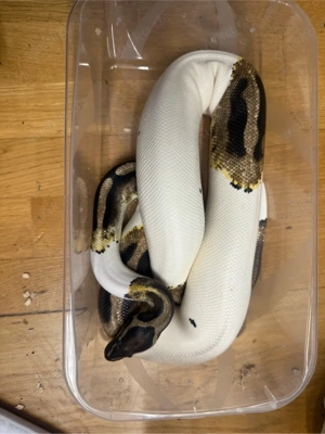 0.1 Python regius Piebald