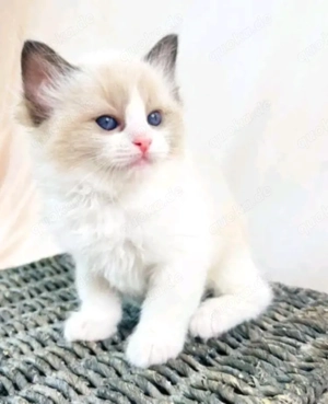 Ragdoll-Kätzchen