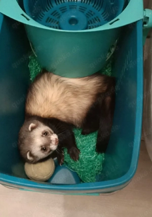 Frettchen (8 Monate) in verantwortungsvolle Hände abzugeben