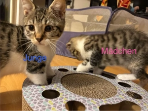 Liebevolle BKH-EHK Mix Kitten Auszugsbereit