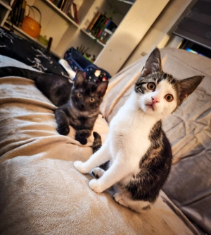 Junge Kater & Katze suchen ein zu Hause 