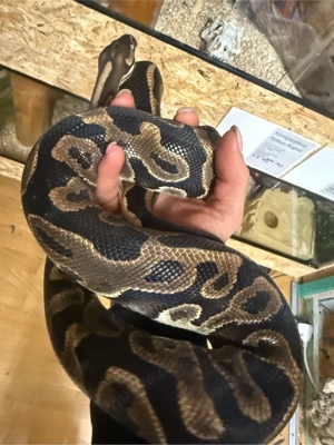 1.0 python regius leopard het. piebald