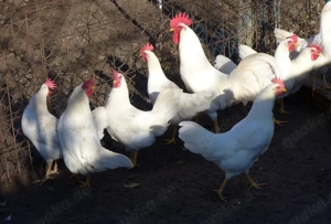 bruteier brahma , marans , leghorn und wyandotten Bild 4