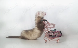 Frettchen Zubehör Shop - Frettchengeschirre Kuschelsachen - Spielzeug (Gewerblich) 