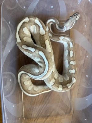 1.0 Python regius Ghost Lesser