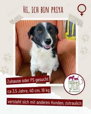 Kleine Priya sucht ein Zuhause oder eine Pflegestelle