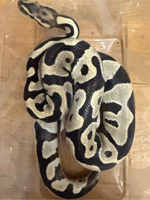 1.0 Python regius Leopard desert Ghost