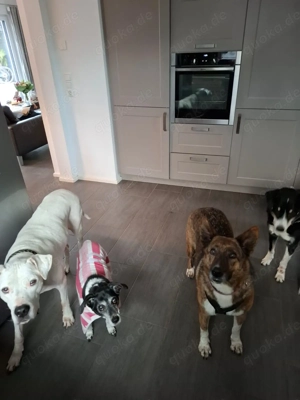 Wunderschöne Emma sucht ein Zuhause