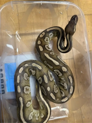 0.1 Python regius Orbit mojave 100%het Ultramel